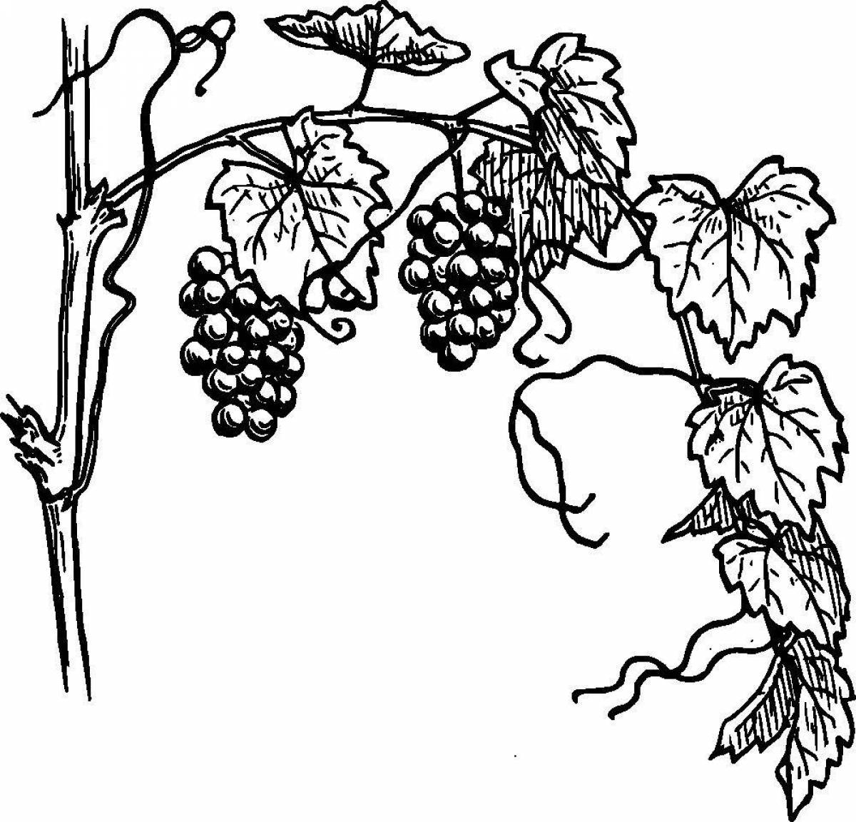 Красочная раскраска виноградная ветвь