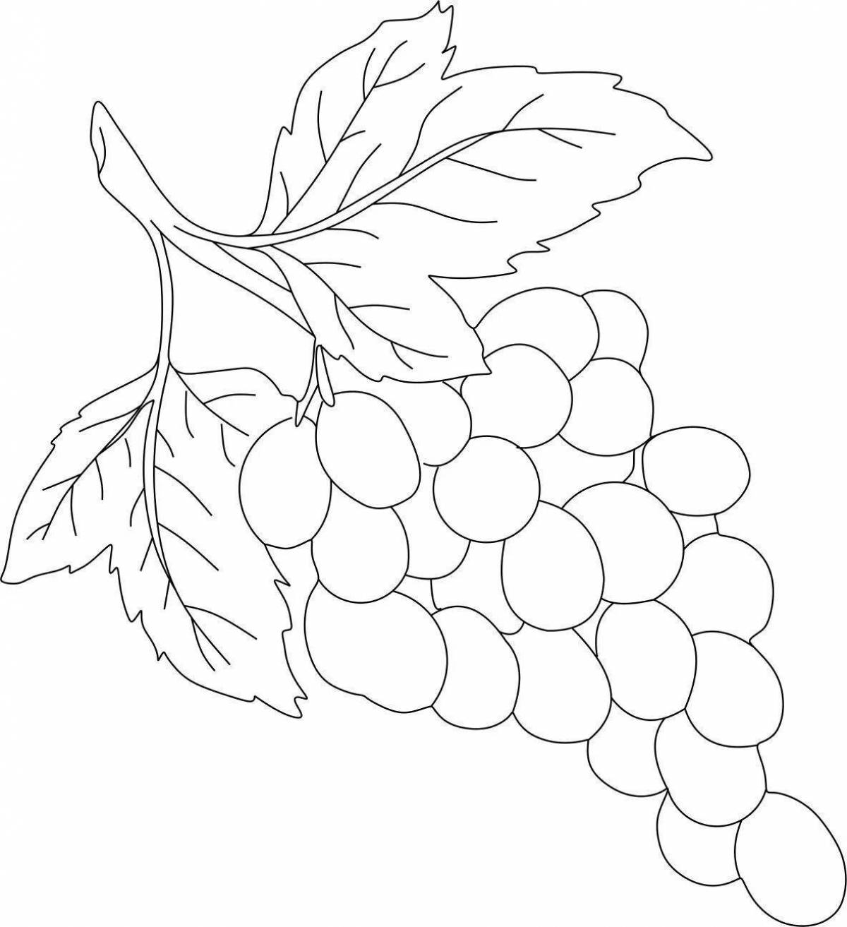 Богатая раскраска виноградная ветвь