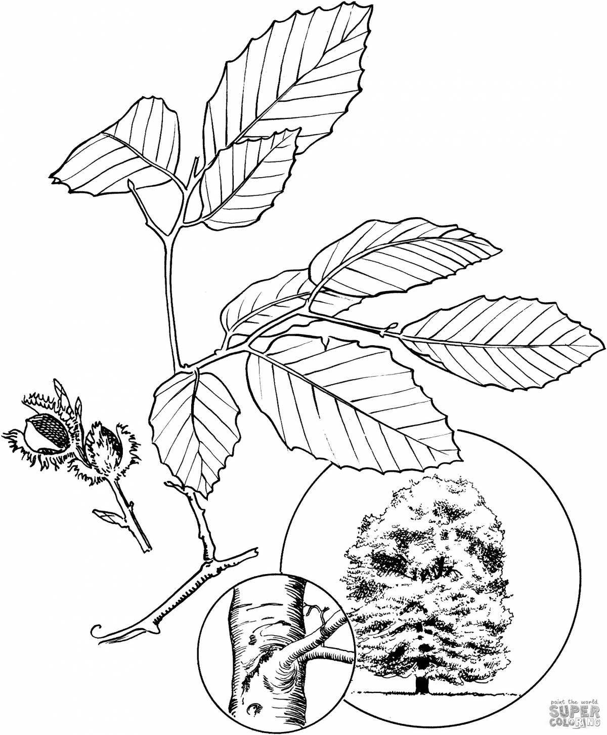 Glowing beech coloring page