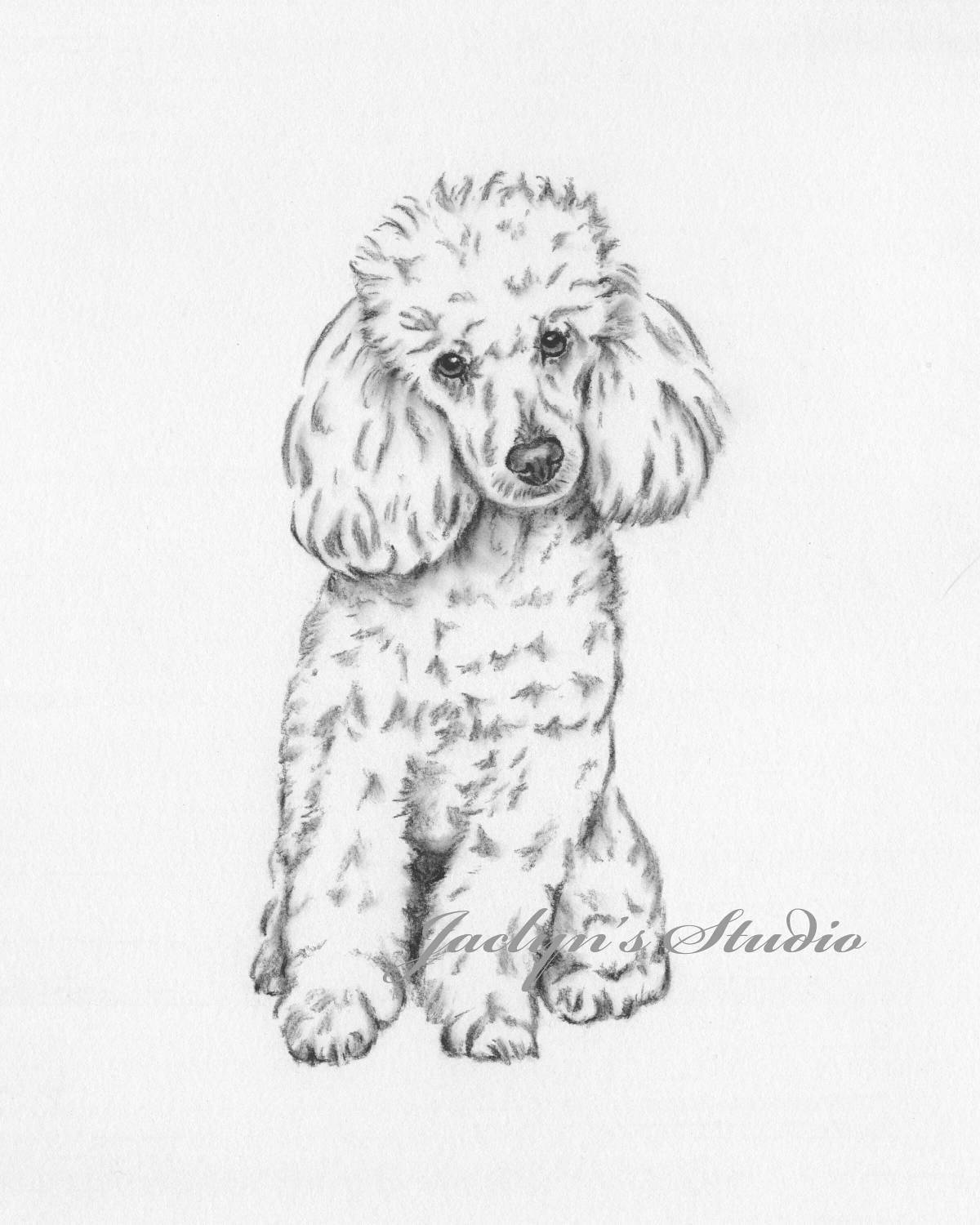Adorable toy poodle coloring book