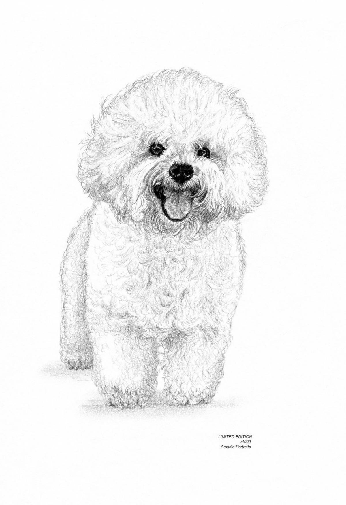 Sweet coloring toy poodle