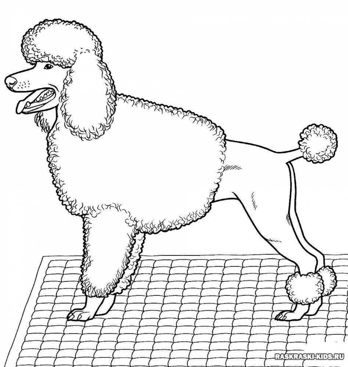 Tiny toy poodle coloring book