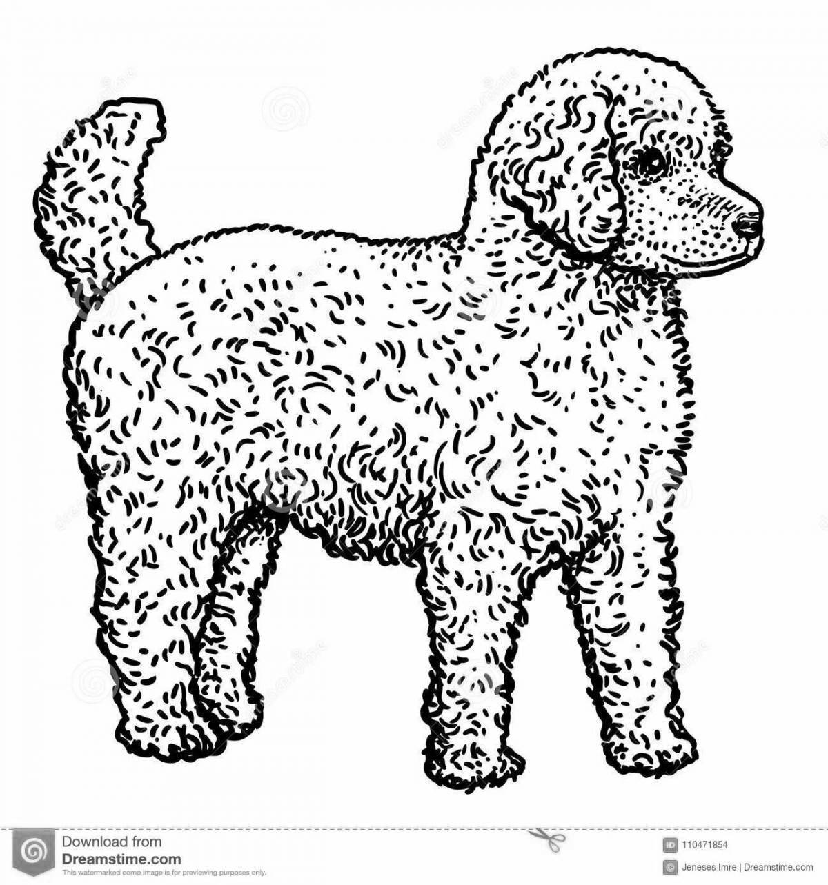Elegant toy poodle coloring page