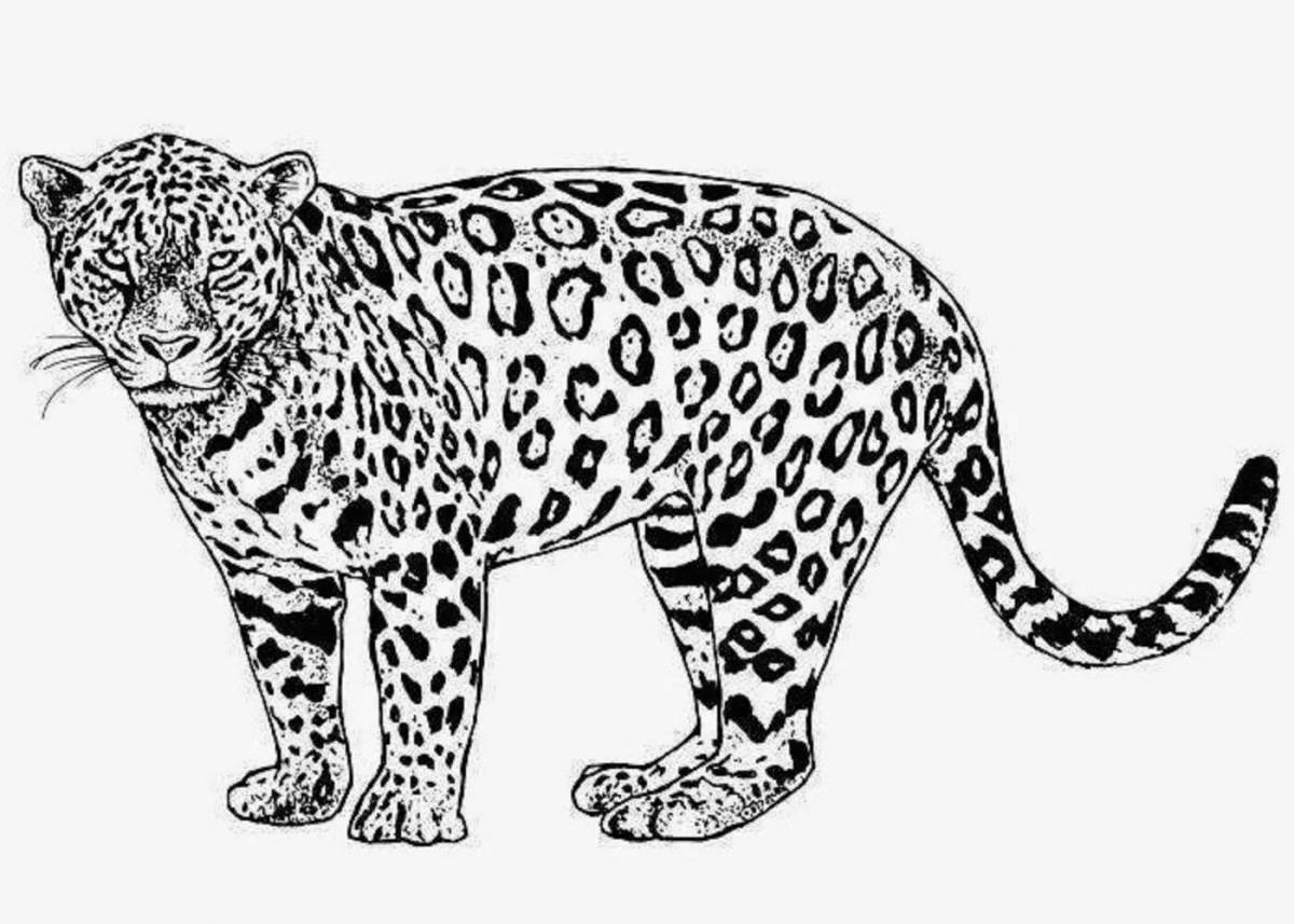 Coloring book playful leopard cat