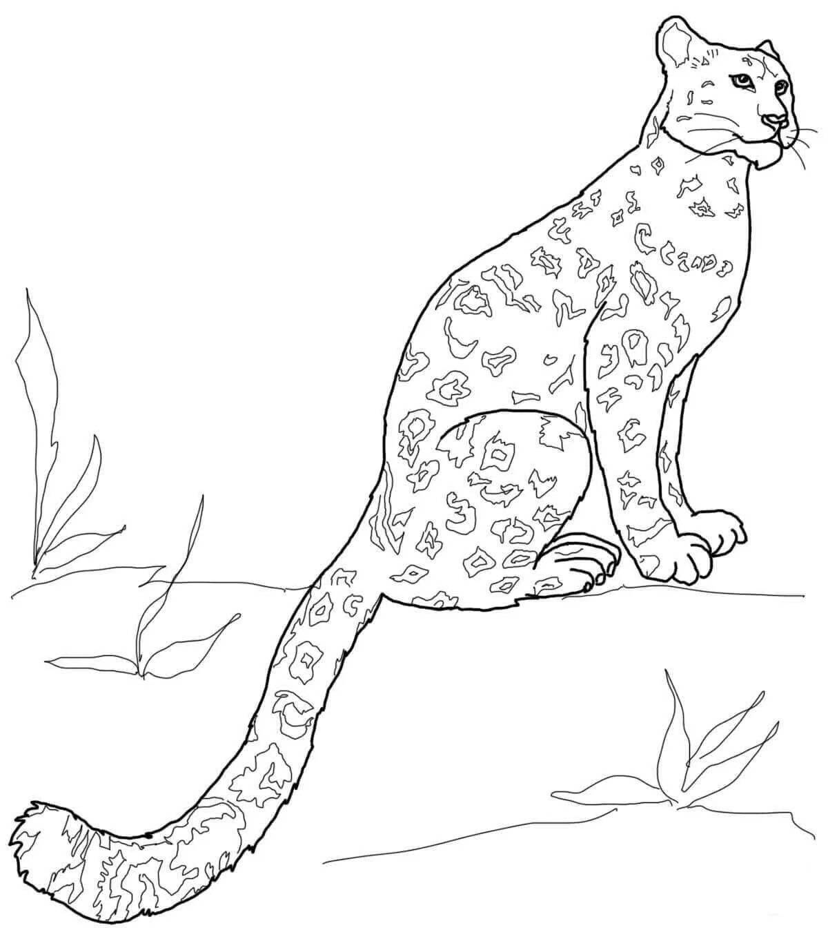 Раскраска очаровательная леопардовая кошка