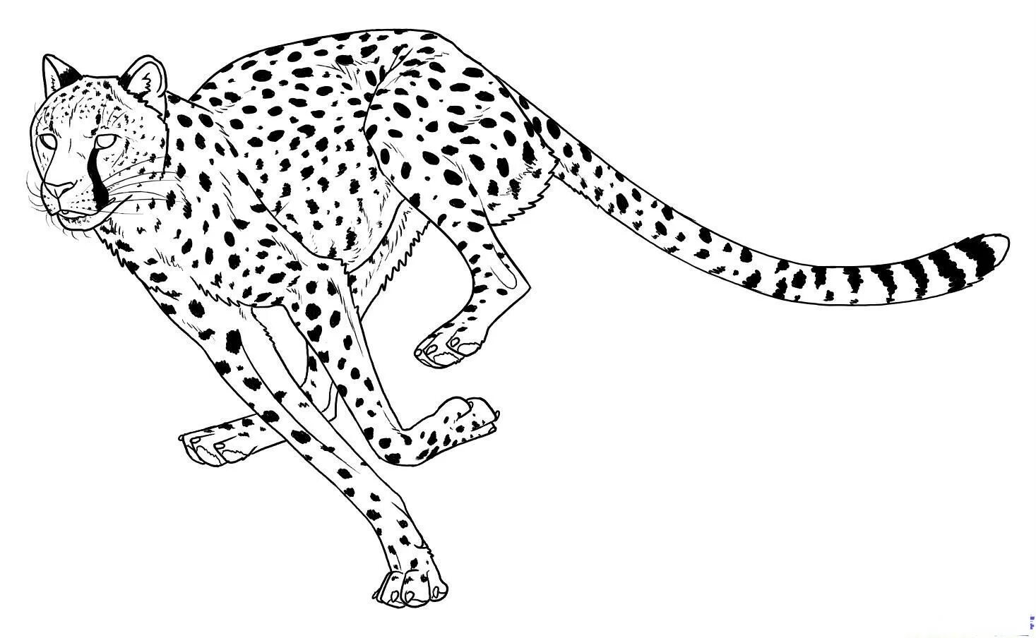 Живая леопардовая раскраска