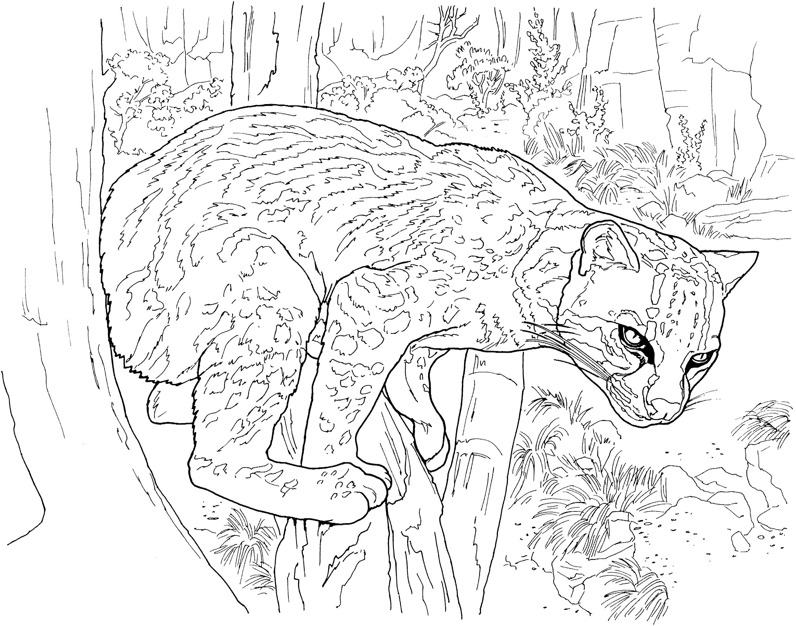 Анимированная страница раскраски леопардового кота