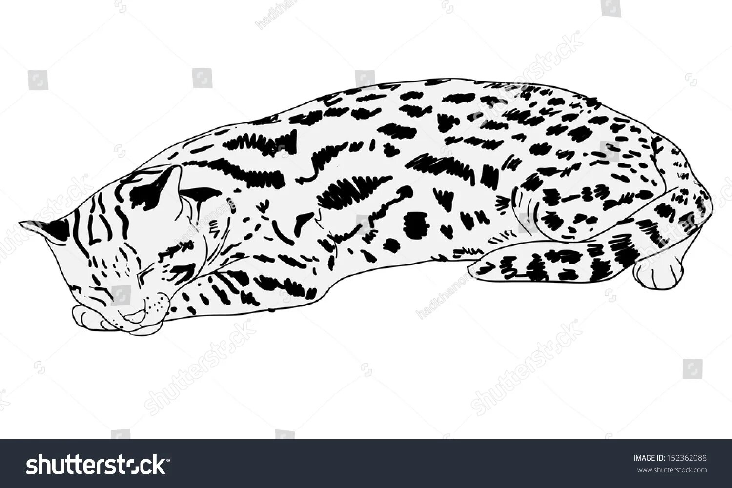 Живая леопардовая кошка раскраска