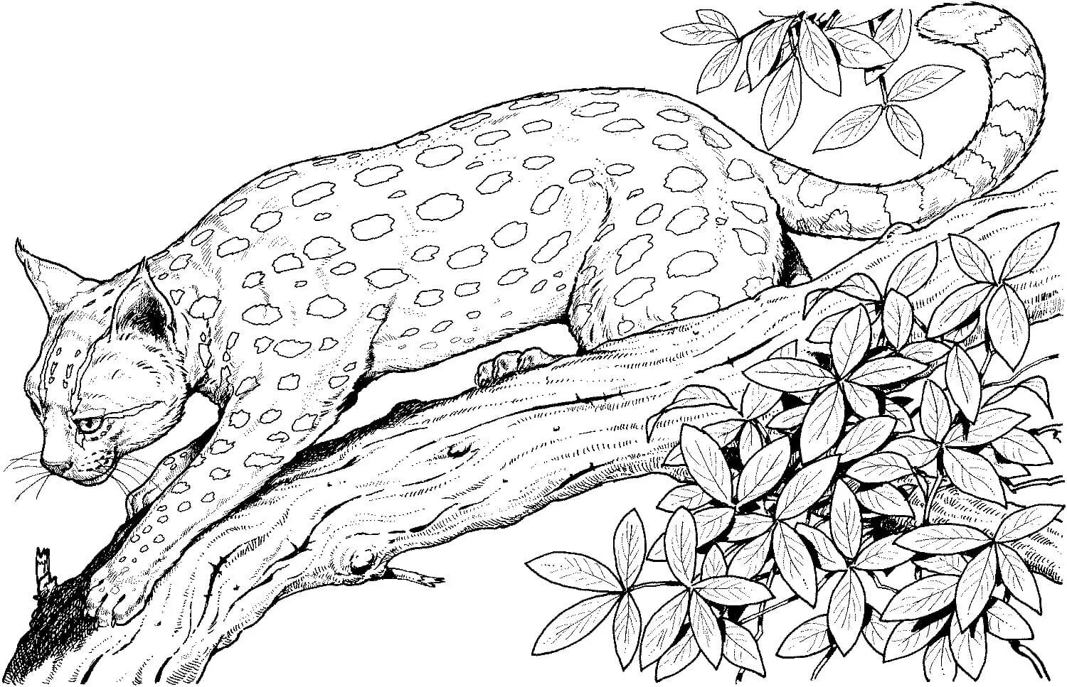 Coloring book witty leopard cat