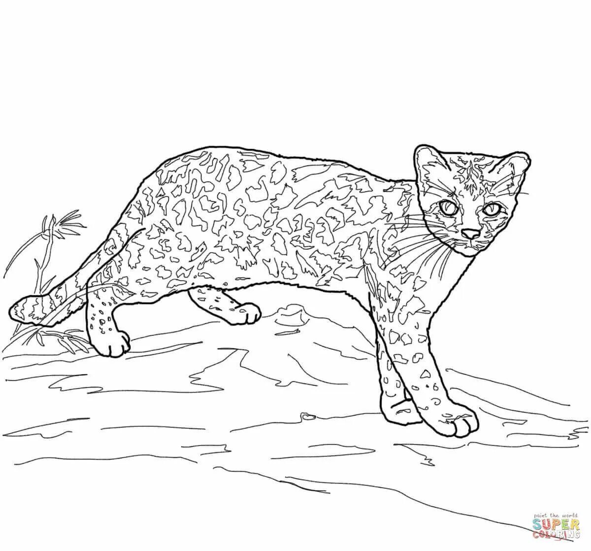 Кот леопард #1