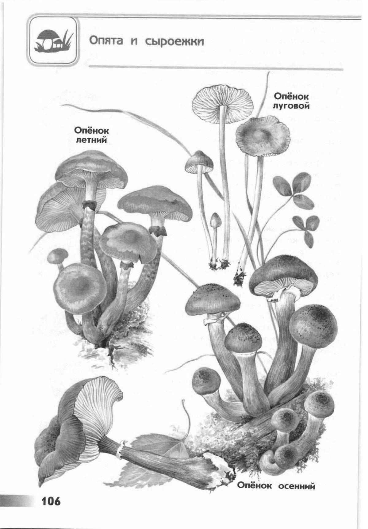 Photo False honey agaric #5