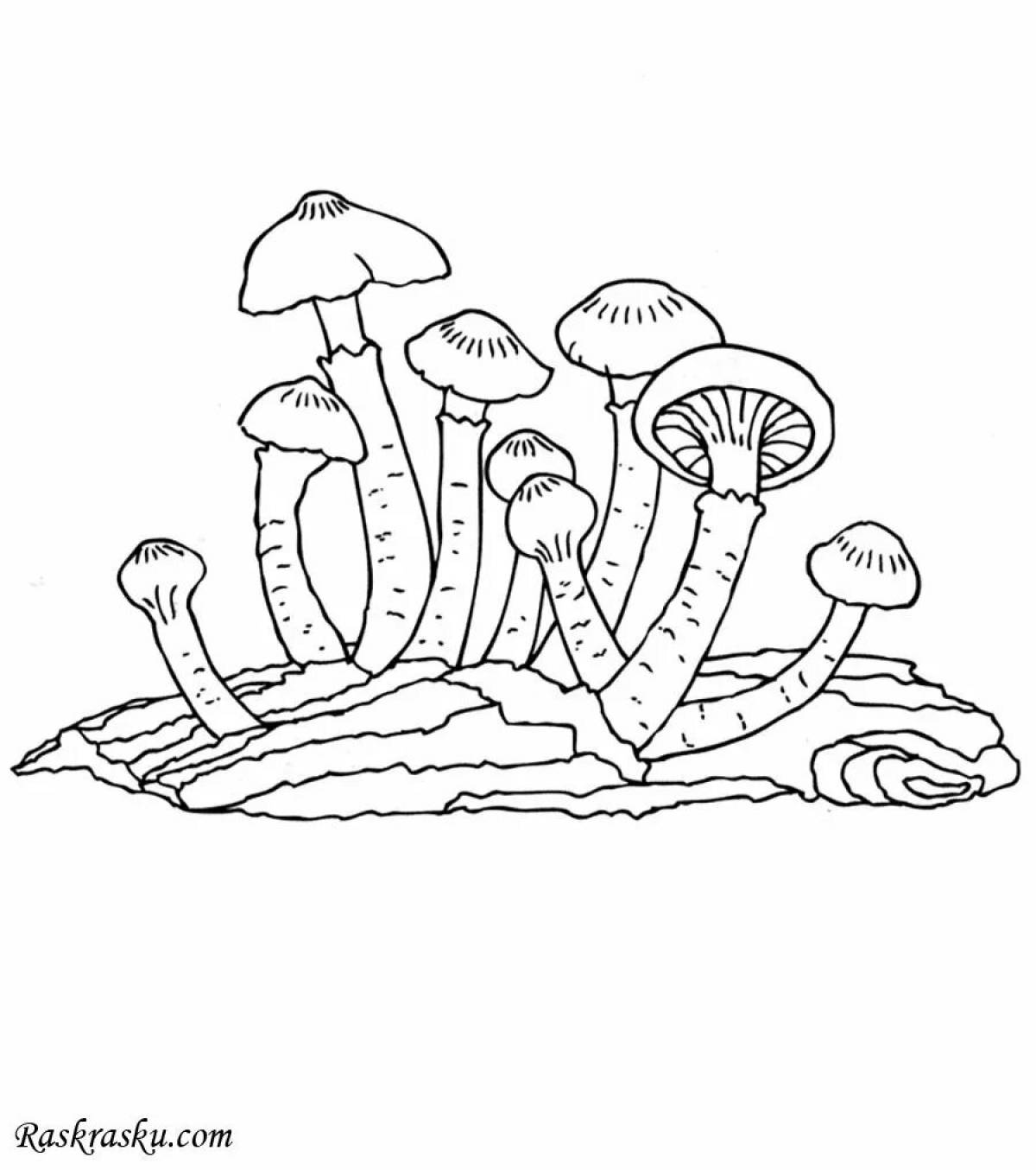 Photo False honey agaric #12