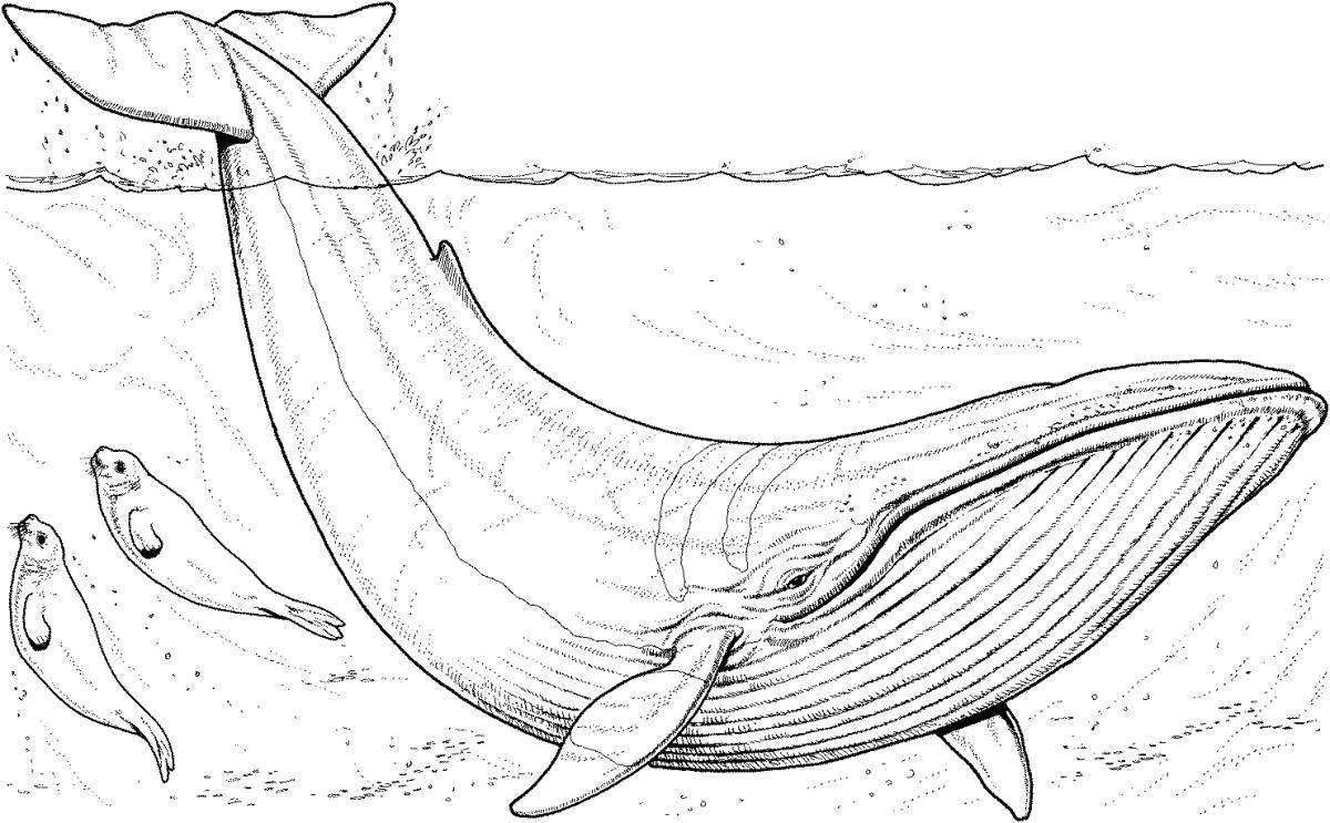 Major coloring drawing of a whale