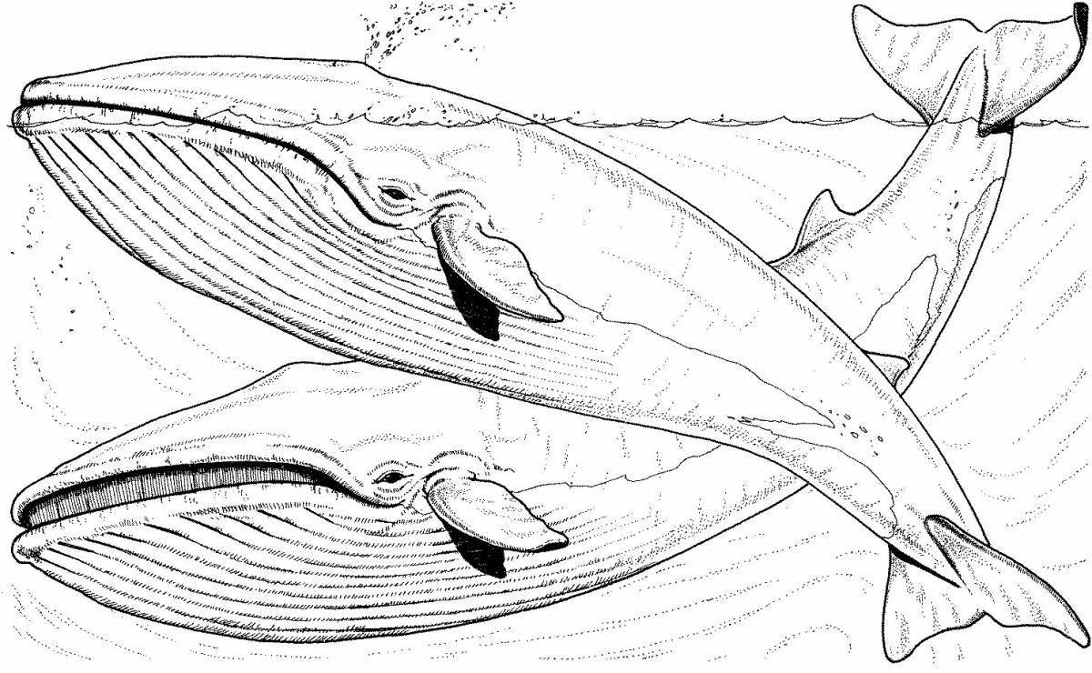 Photo Radiant coloring page drawing of a whale