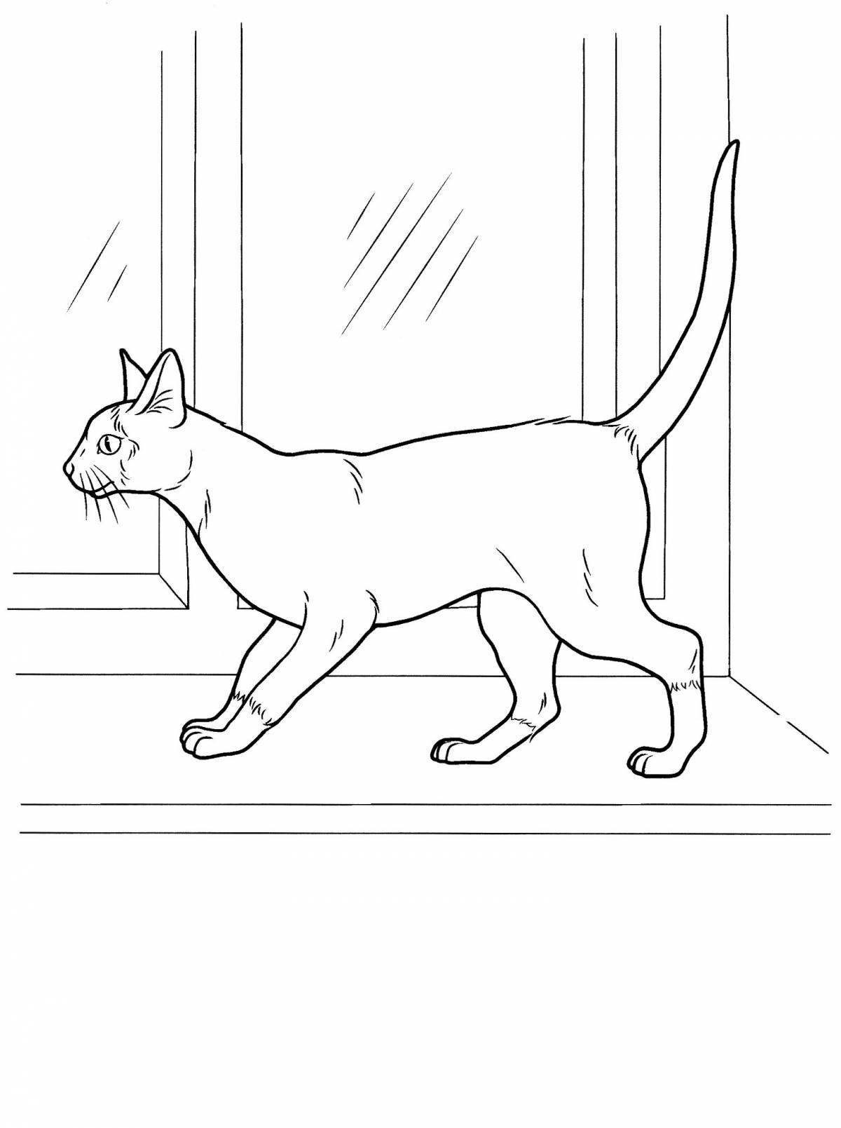 Coloring book funny sitting cat