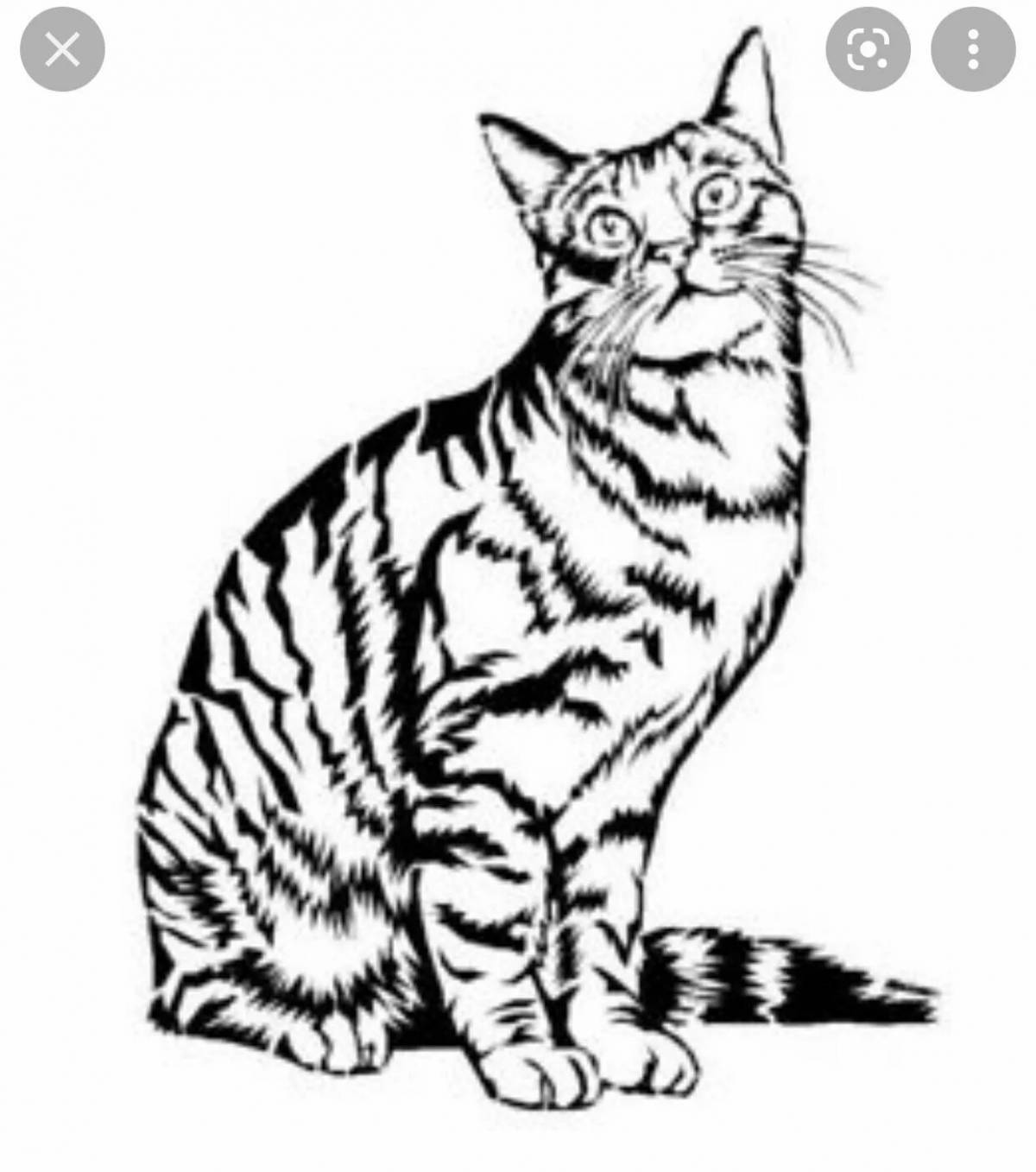 Funny sitting cat coloring book