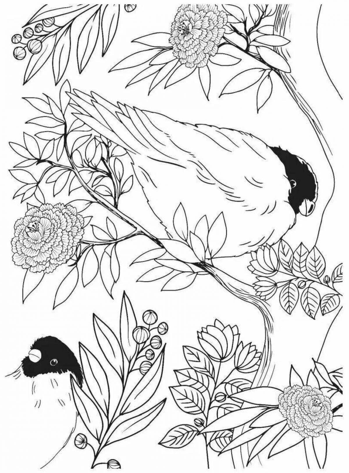 Majestic bird of paradise coloring pages
