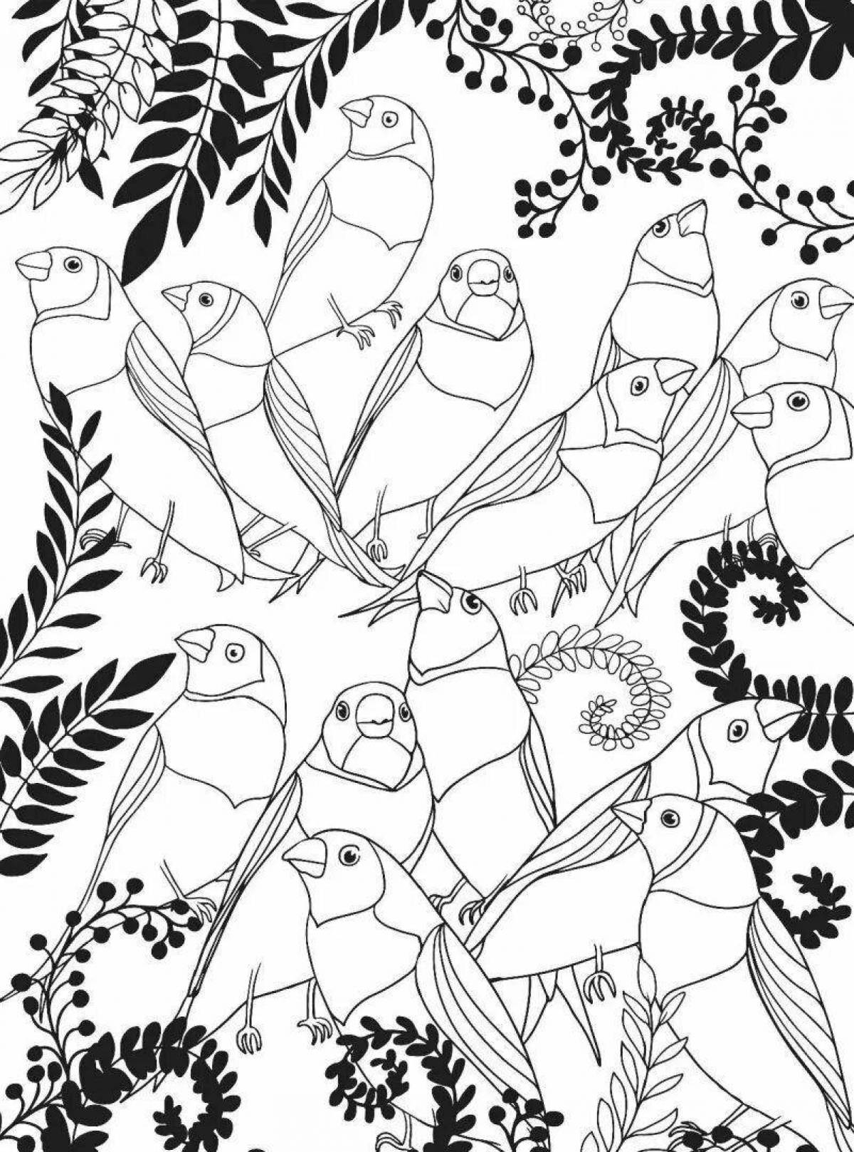 Экзотическая раскраска райские птицы