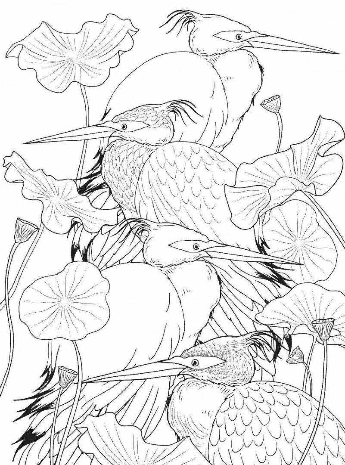 Fantastic bird of paradise coloring page
