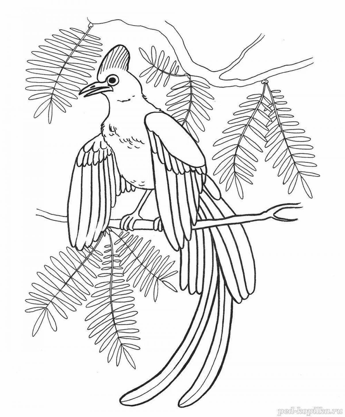 Delightful bird of paradise coloring pages