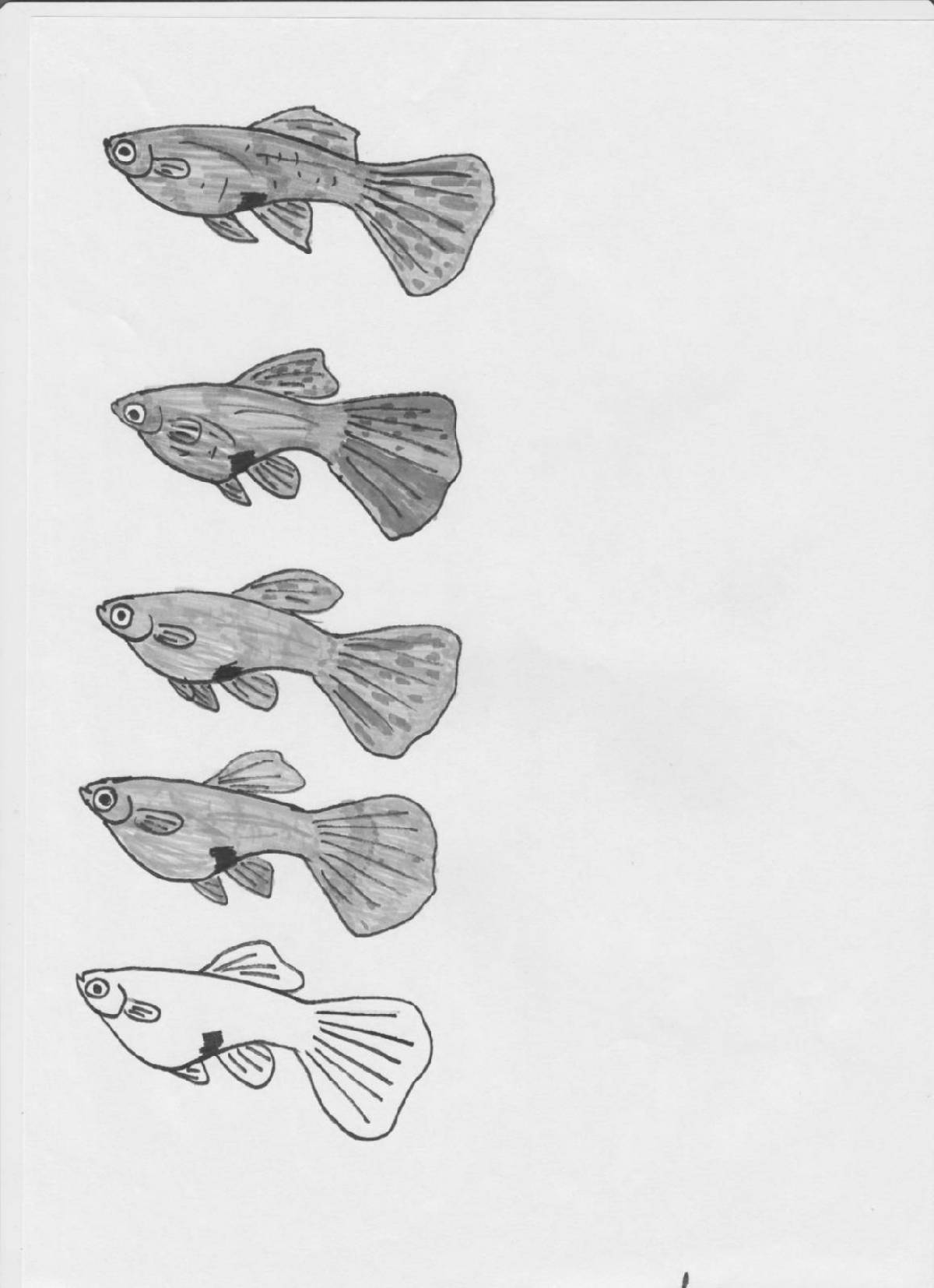 Coloring book happy guppy fish