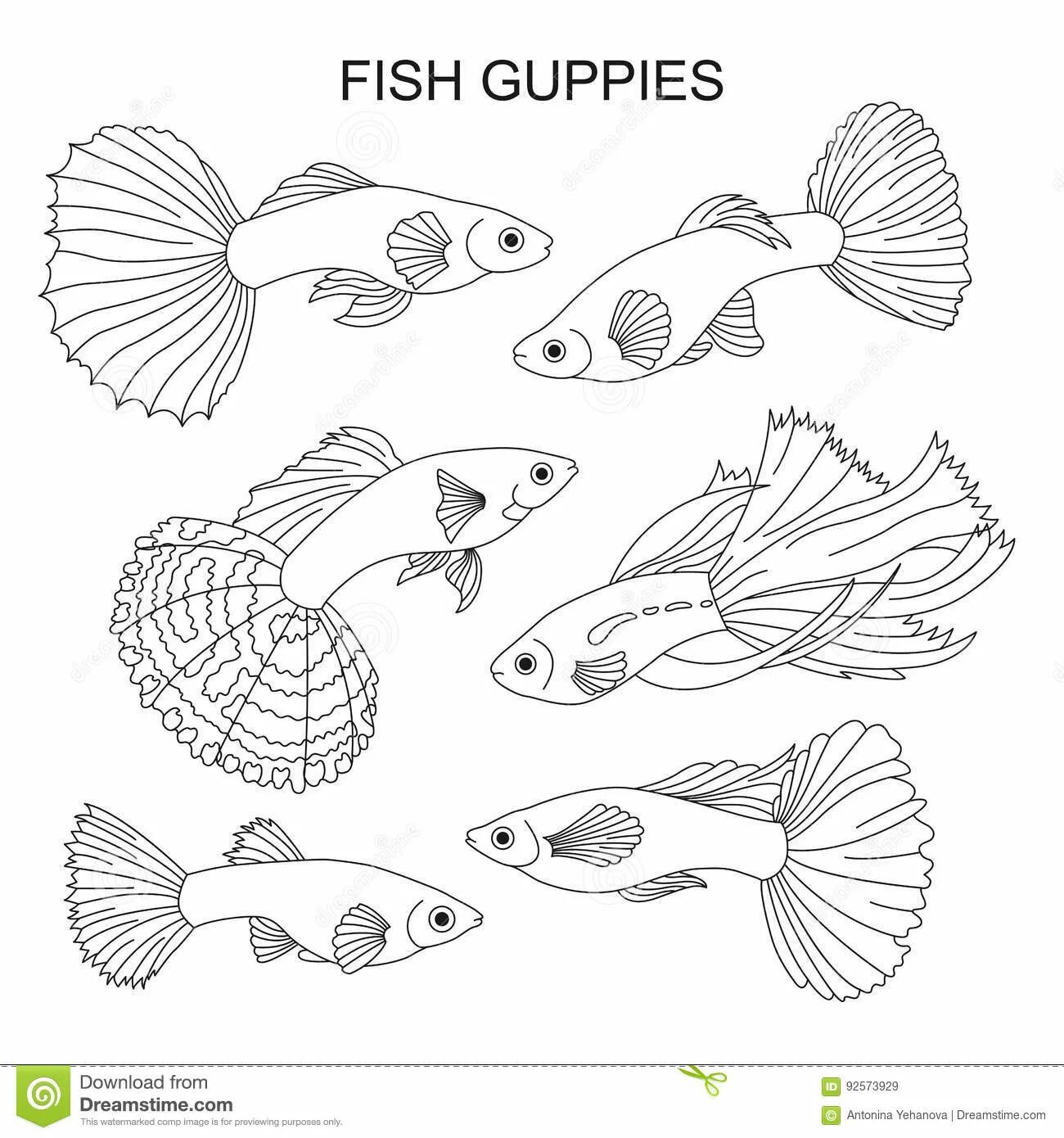 Guppy fish #9