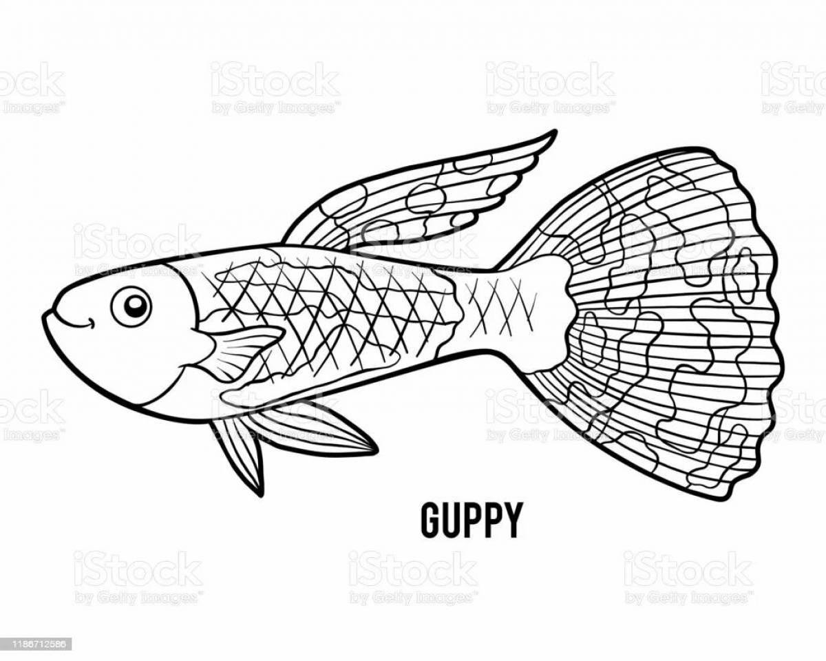 Guppy fish #10
