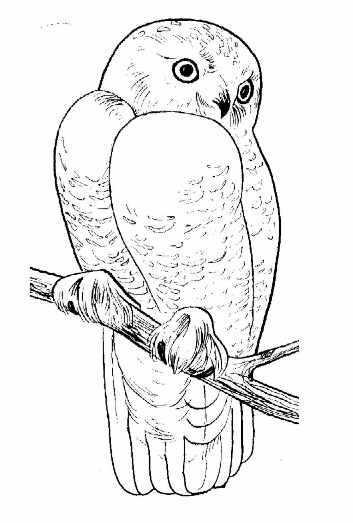 Animated coloring hedwig owl