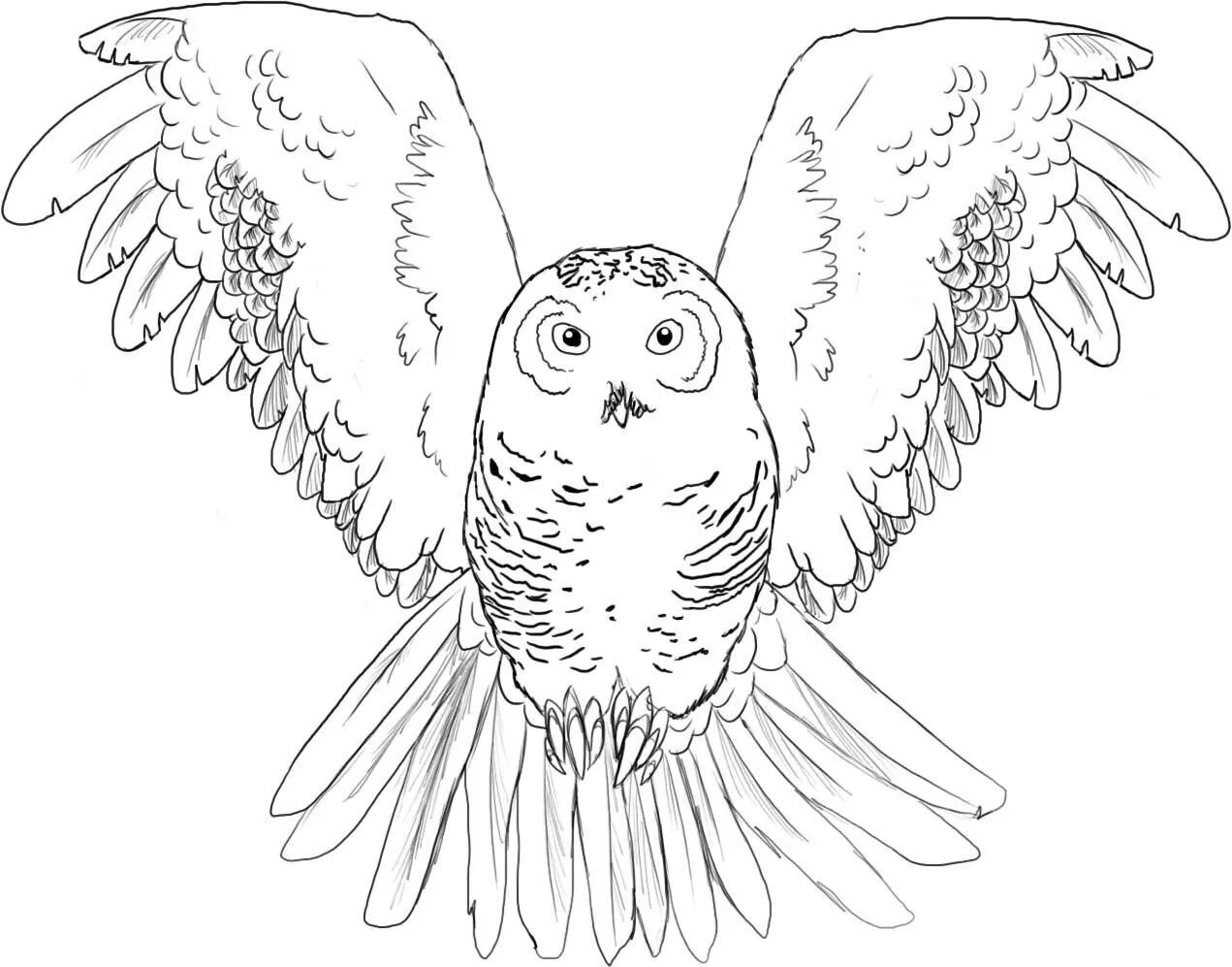 Impressive hedwig owl coloring book