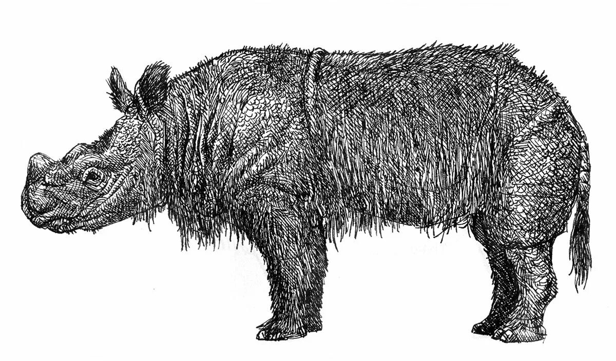 Раскраска величественный шерстистый носорог