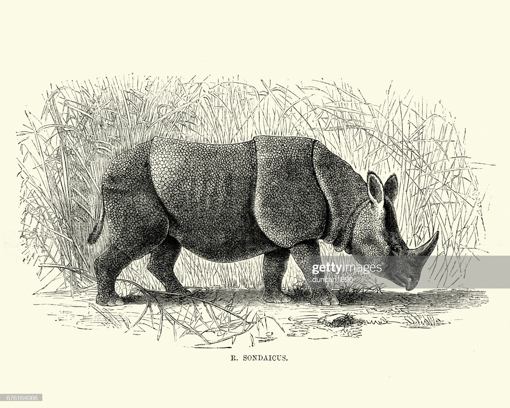 Coloring big woolly rhinoceros