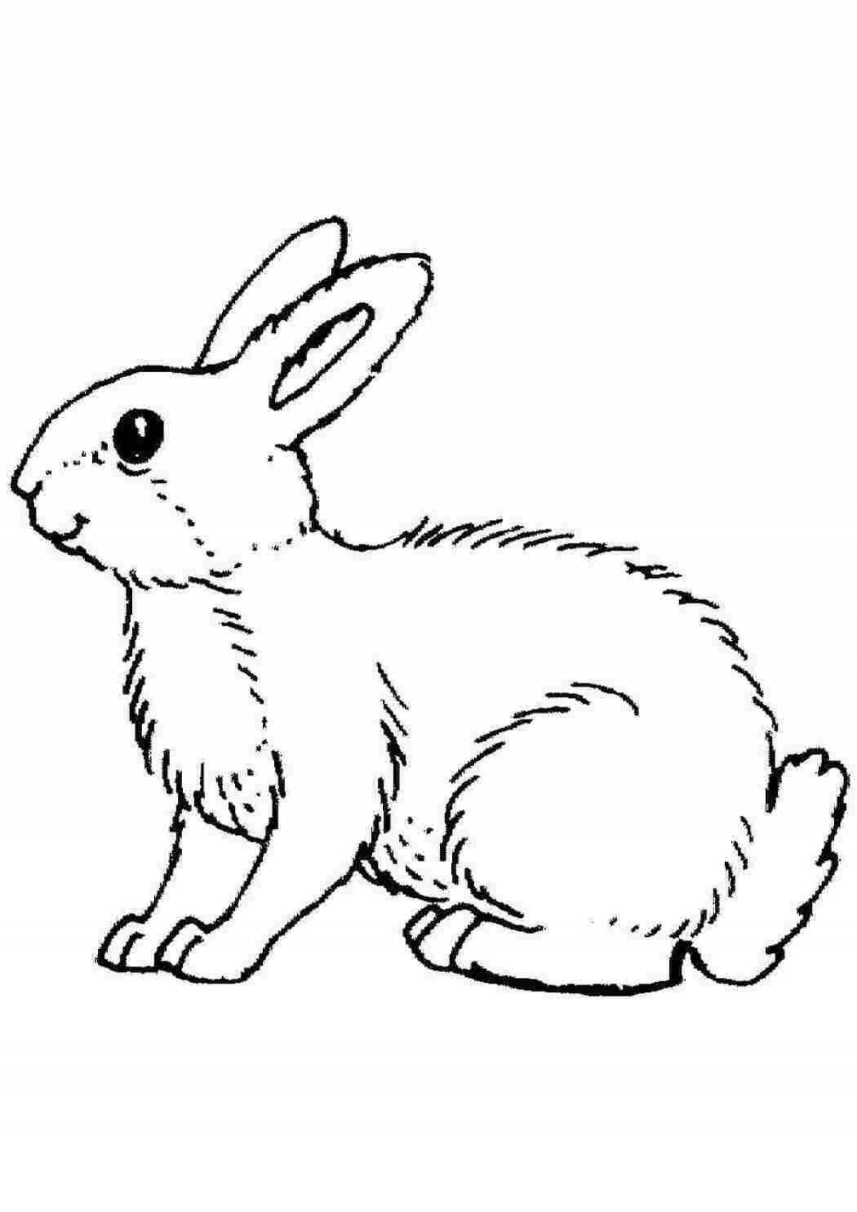 Coloring cute angora rabbit