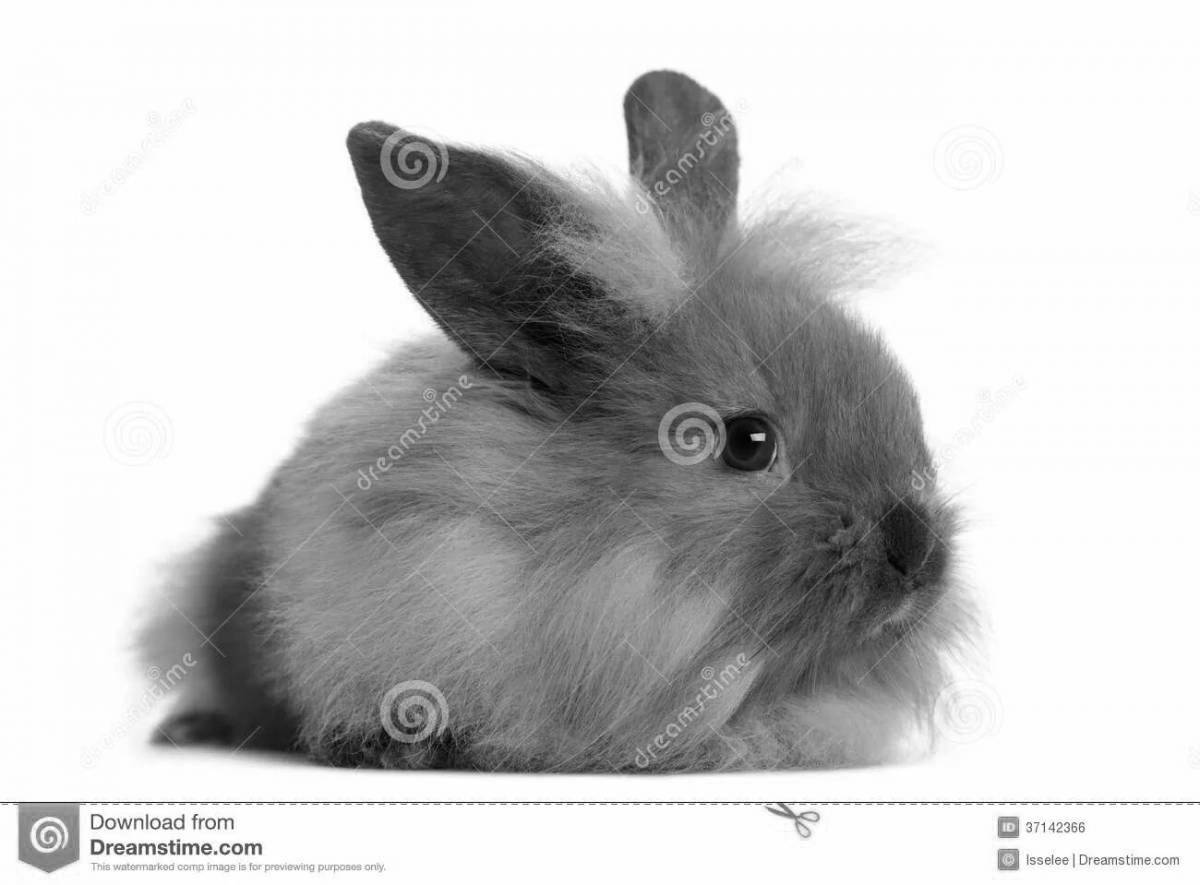 Раскраска радостный ангорский кролик