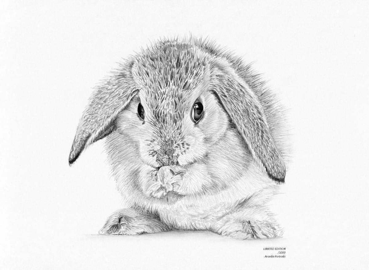 Live angora rabbit coloring book