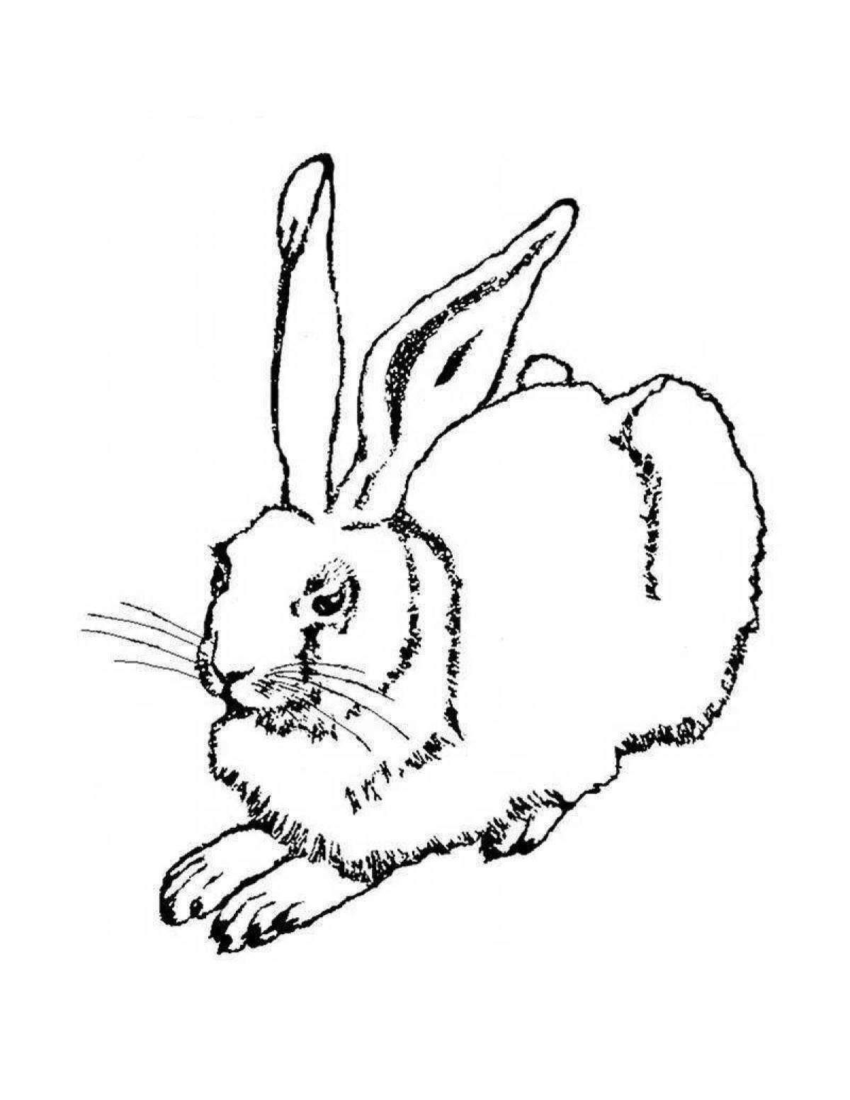 Раскраска великолепный ангорский кролик