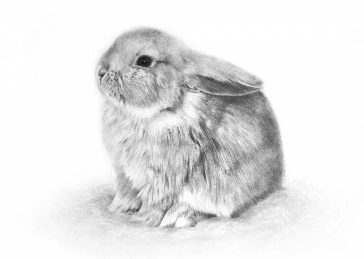 Раскраска ослепительный ангорский кролик