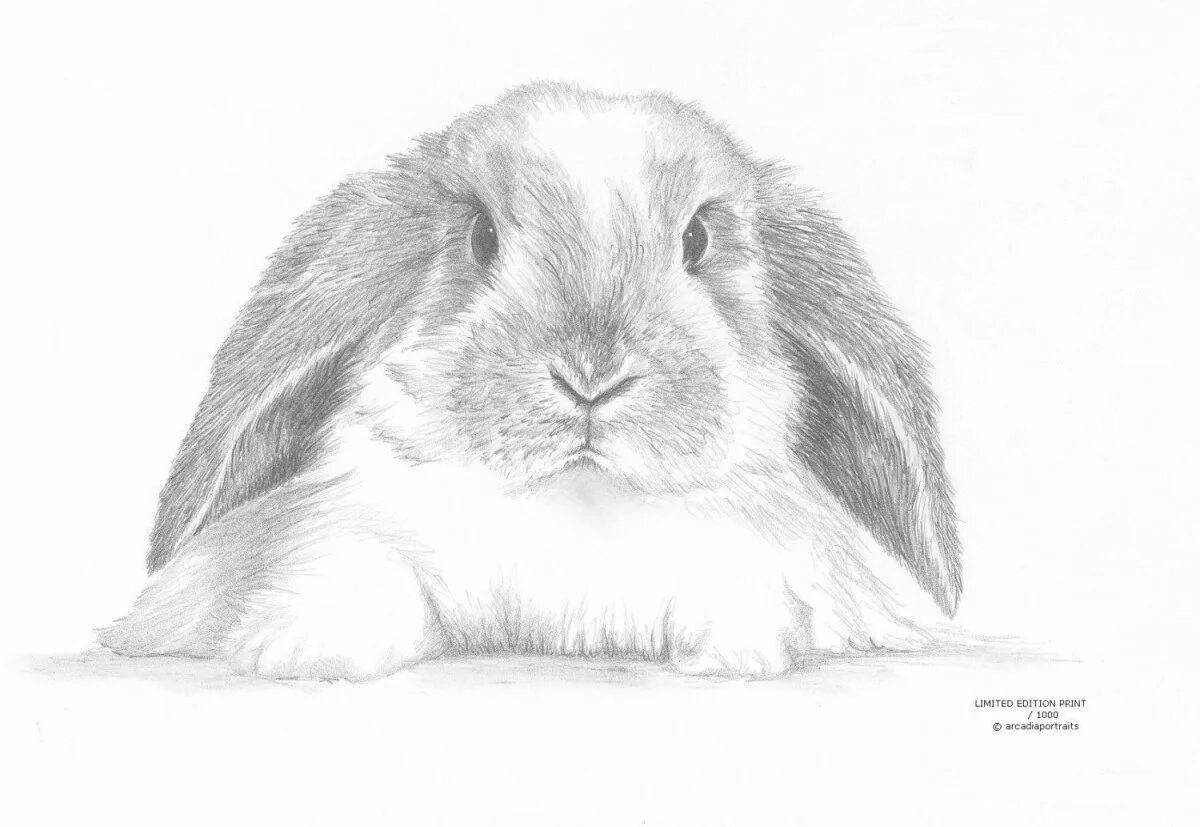 Очаровательный ангорский кролик раскраска