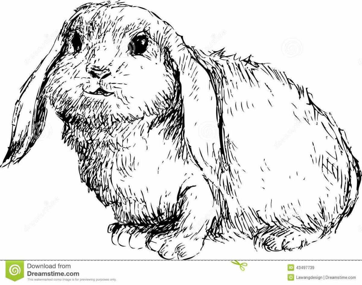 Кролик ангорский #3