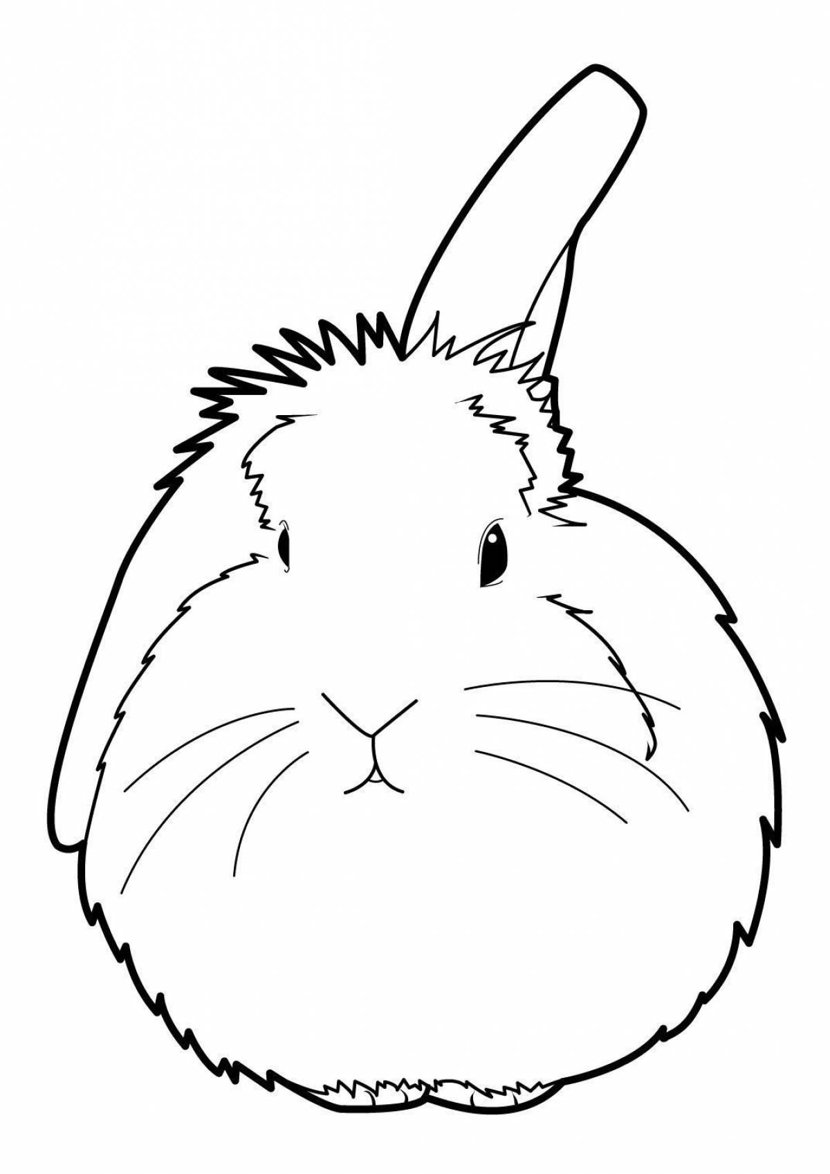 Кролик ангорский #5