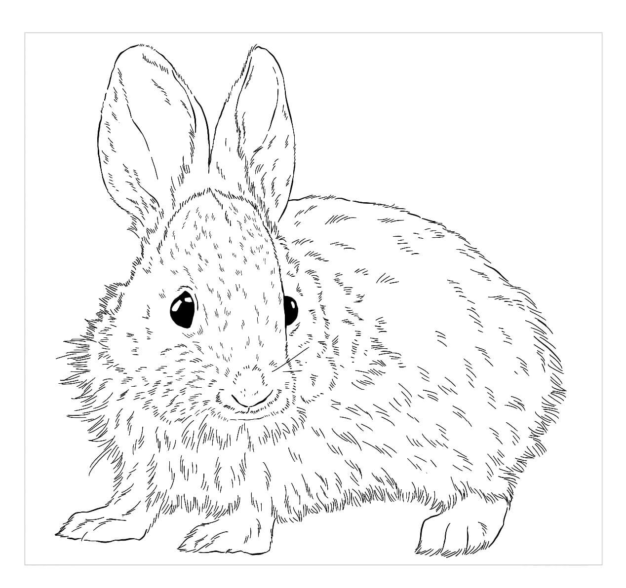 Кролик ангорский #7