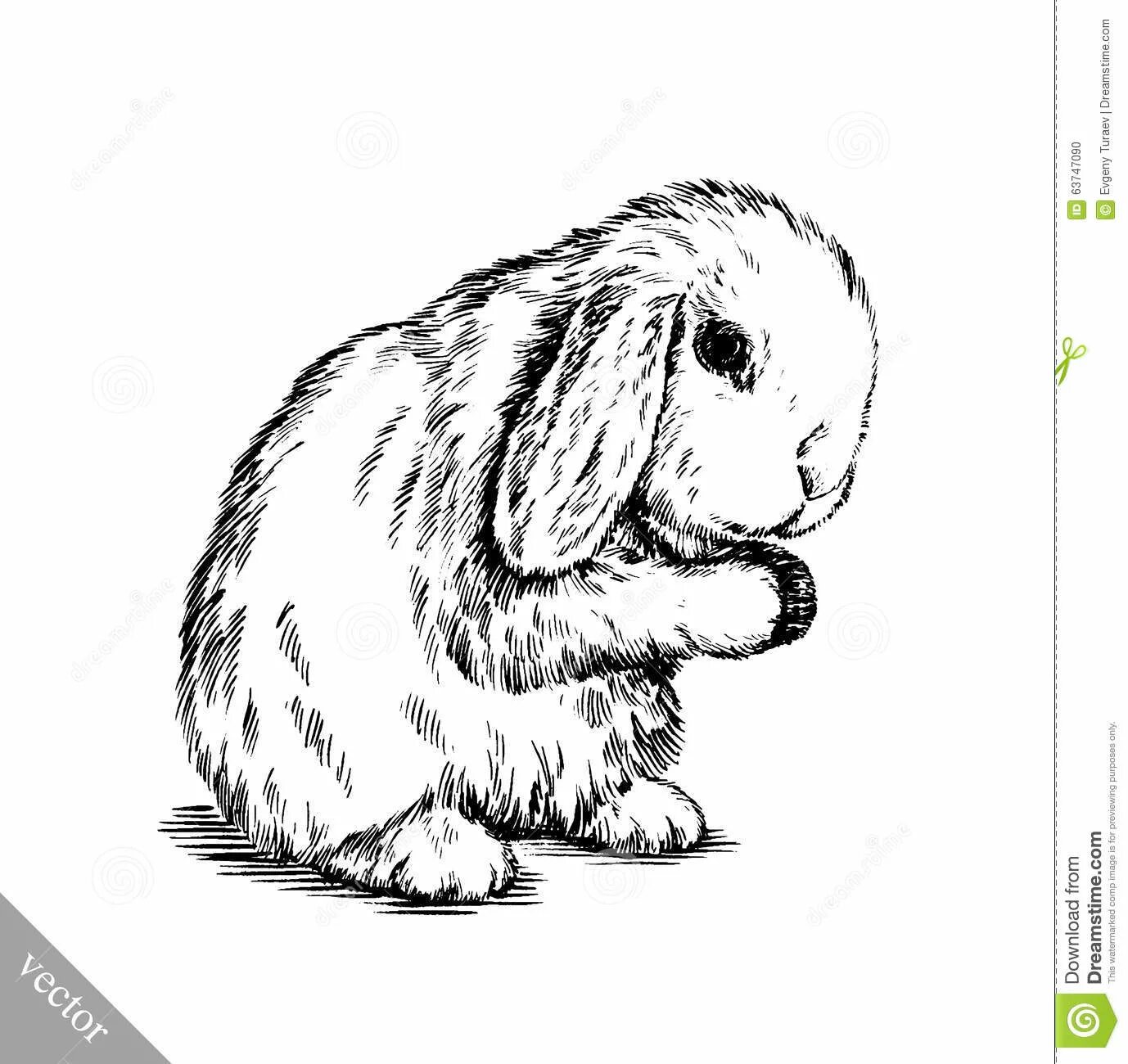 Angora rabbit #8