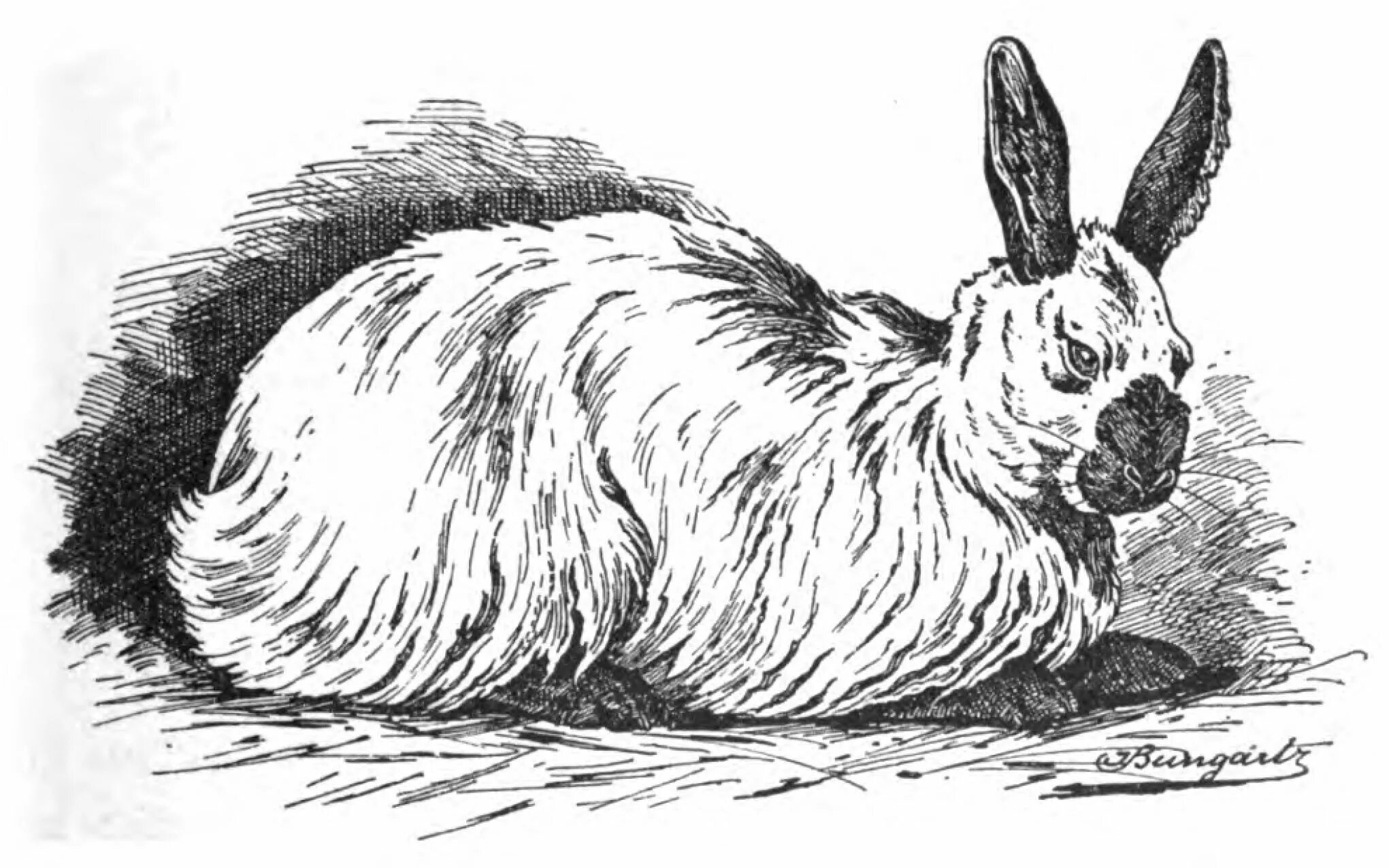 Angora rabbit #9