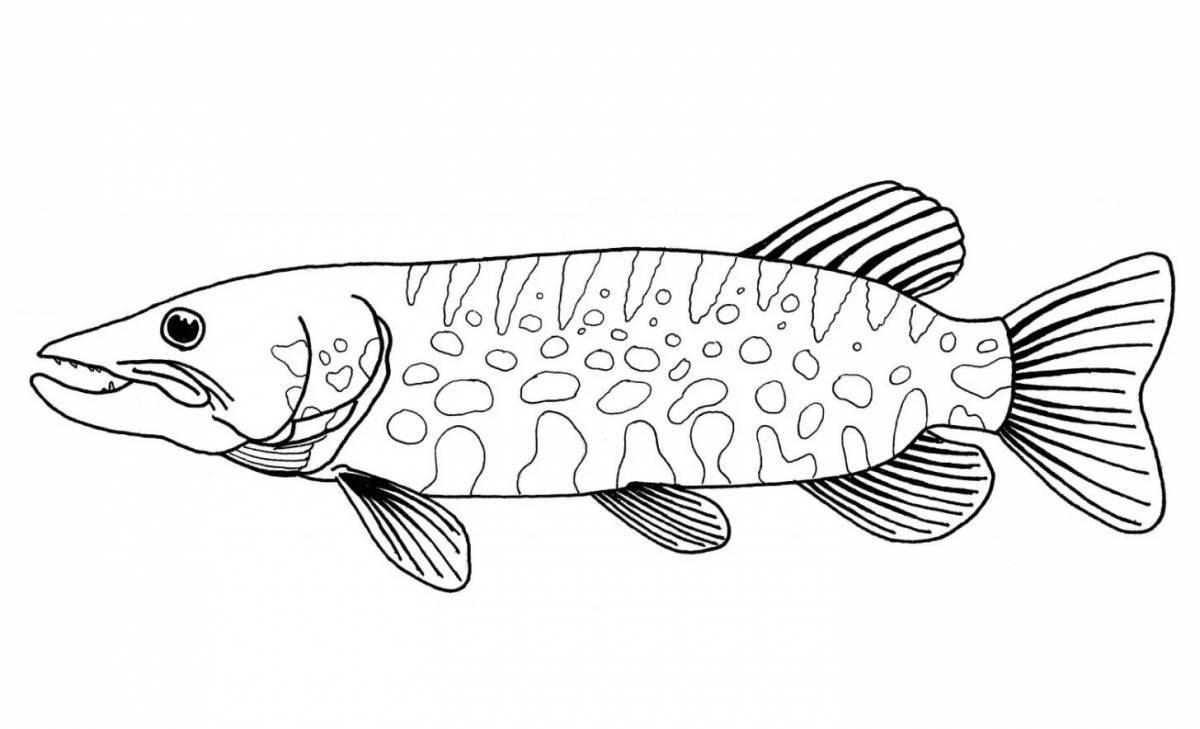 Nice fish coloring book for boys