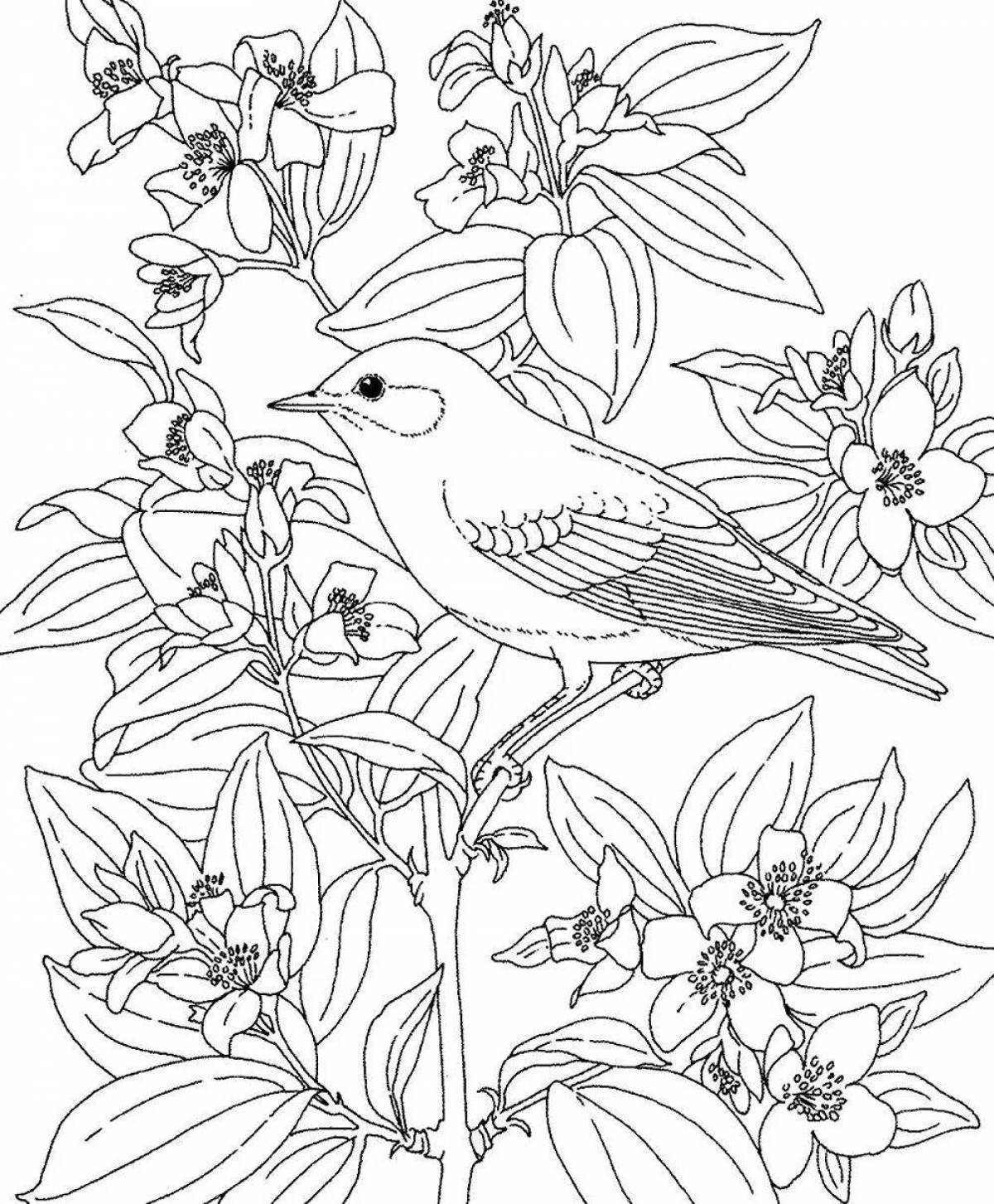 Изысканная раскраска для девочек с птицами