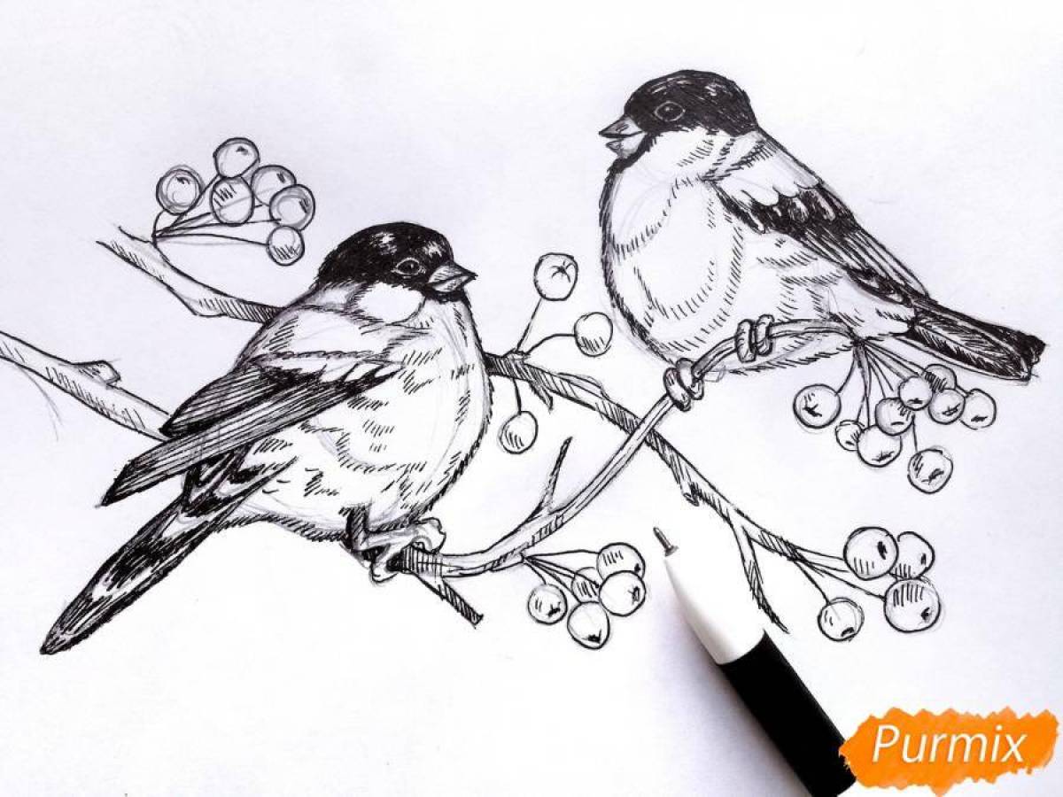 Зимние птицы карандашом