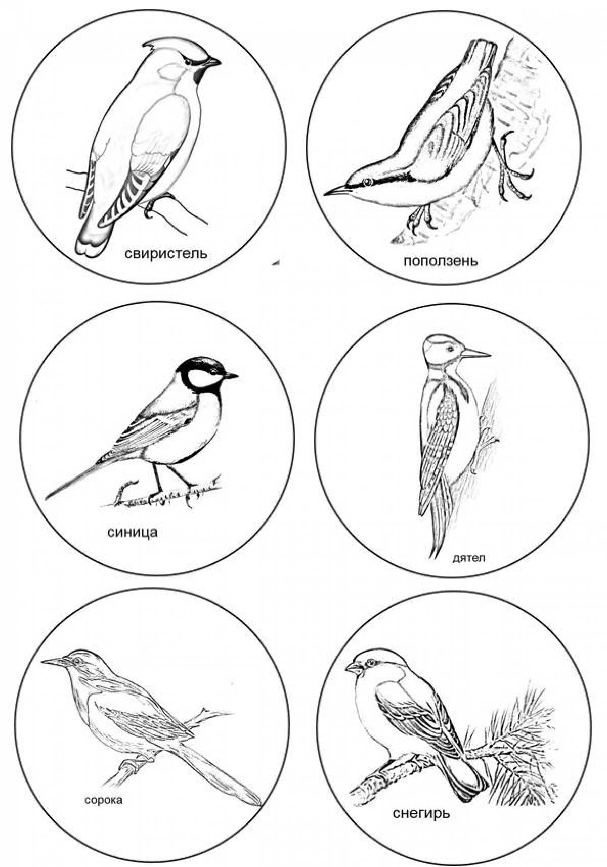 Праздничная раскраска зимующих птиц для детей 6-7 лет