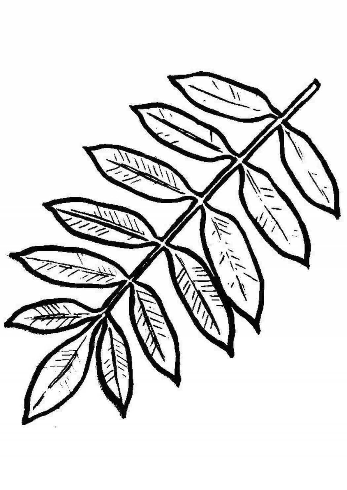 Контур листьев рябины