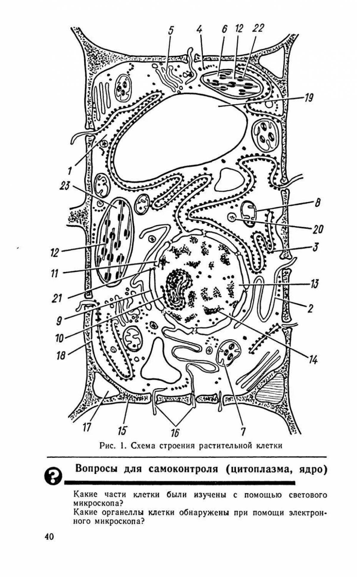 Схема строения растительной клетки рисунок с подписями