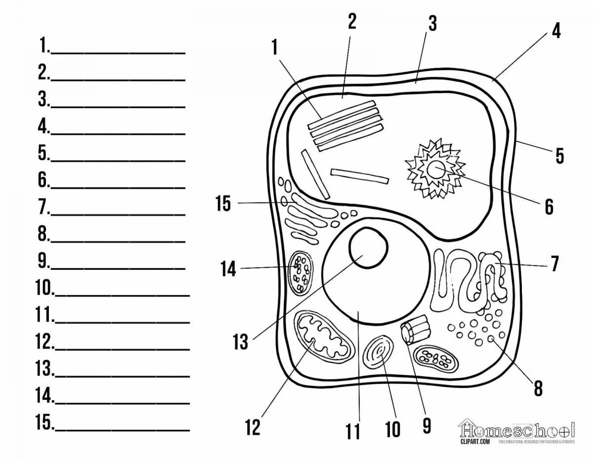 Строение клетки 6 класс биология рисунок с подписями