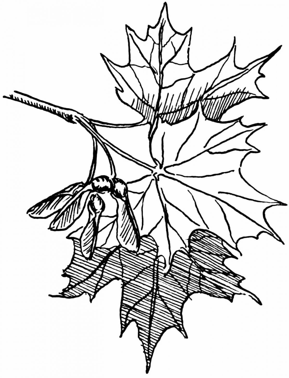 Rich coloring leaves on a branch